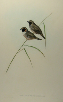 John Gould's Birds of Australia